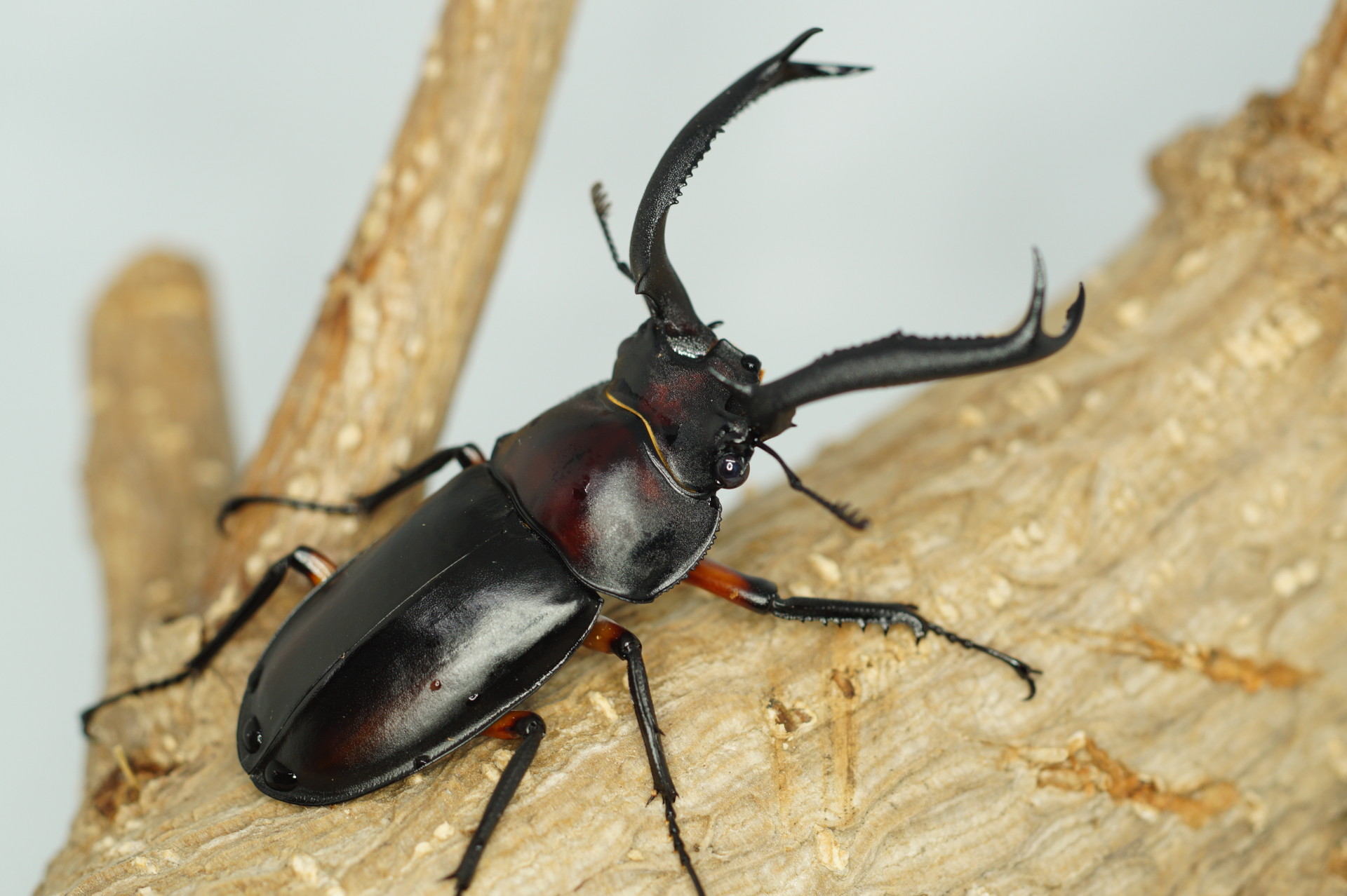 追記あり】ディディエールシカクワガタ CBF3 ♂①76.5mm