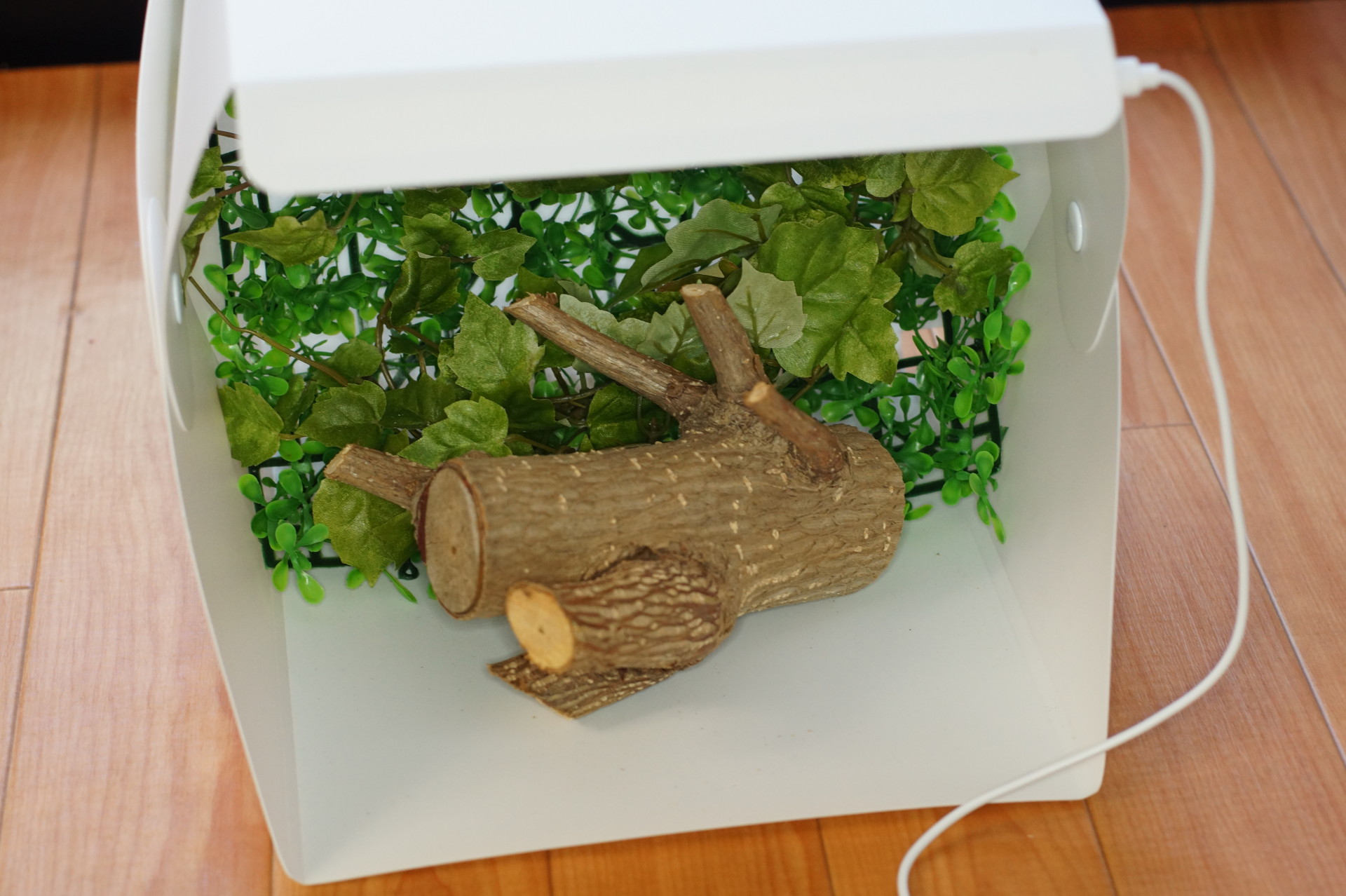 撮影BOXで昆虫写真を撮る - くわかぶ飼育日記