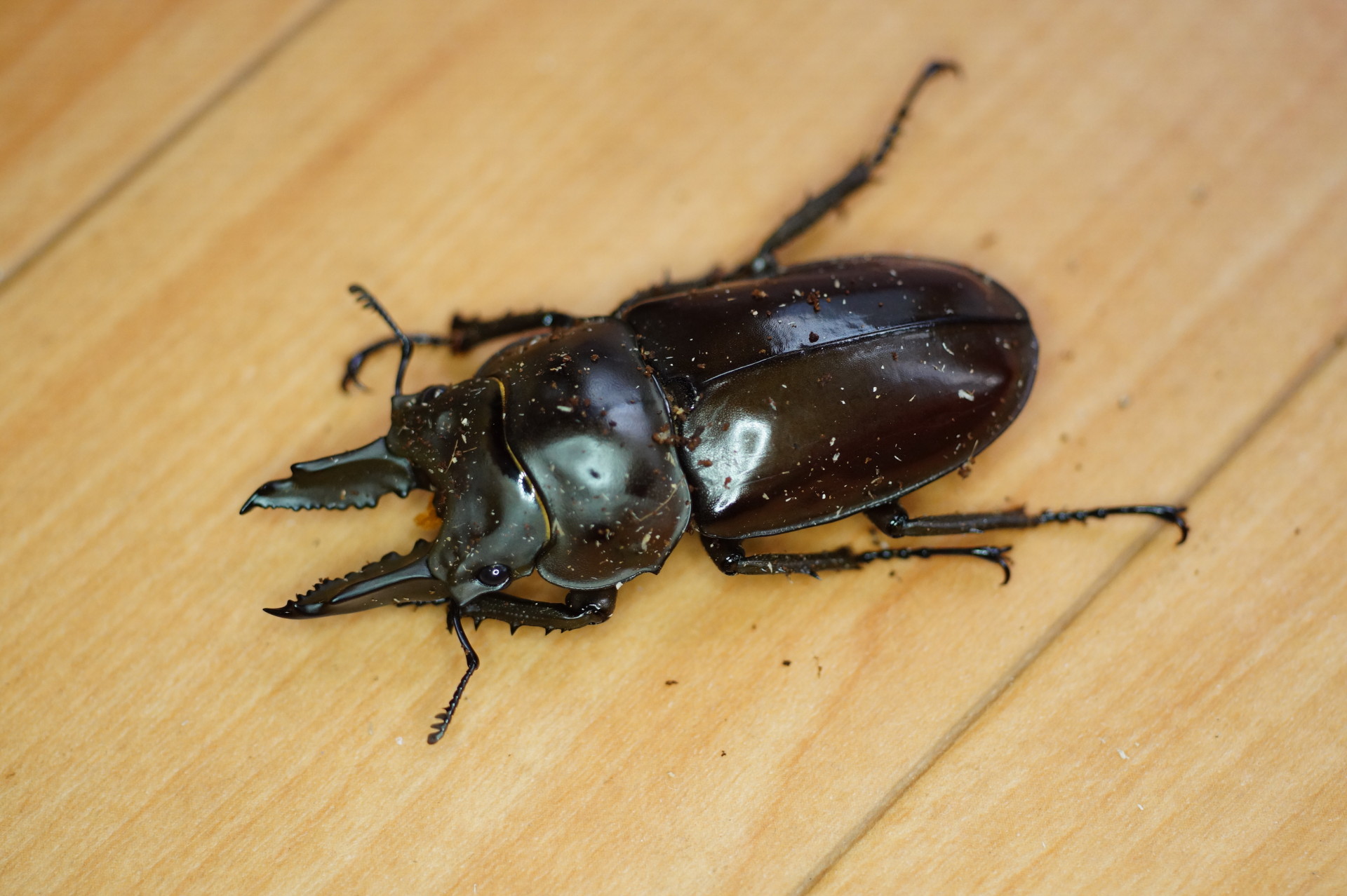 モザイク標本】モセリオウゴンオニクワガタ羽化不全個体