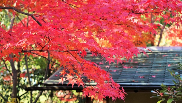 名古屋白鳥庭園の紅葉の見頃ライトアップはデートにおすすめ くらしに吹く風