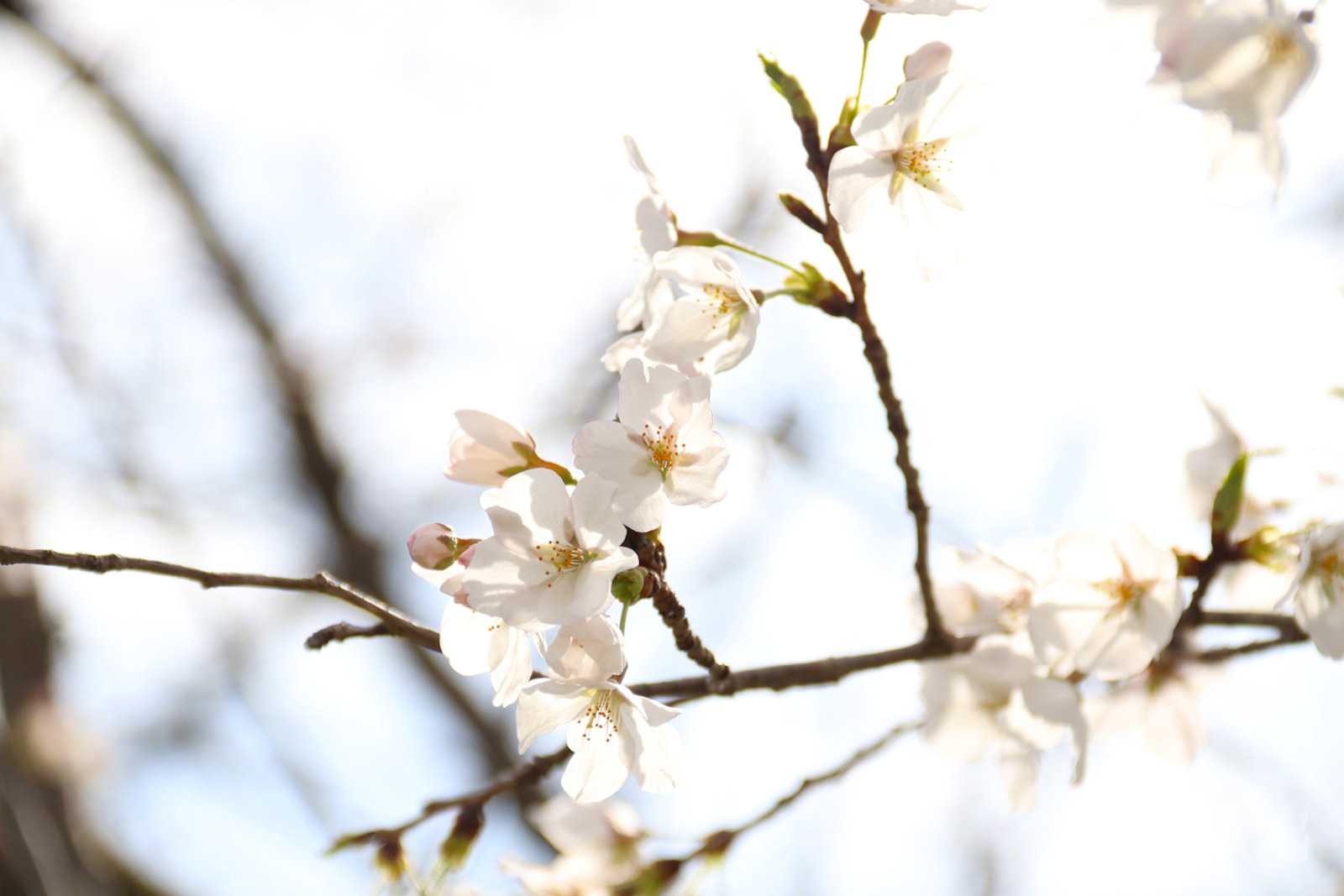 埼玉県 巾着田の桜