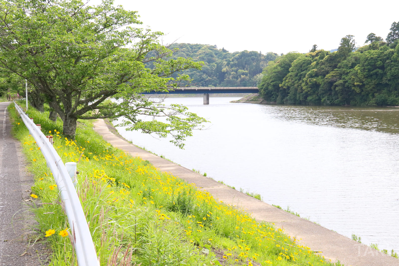 養老川の川辺