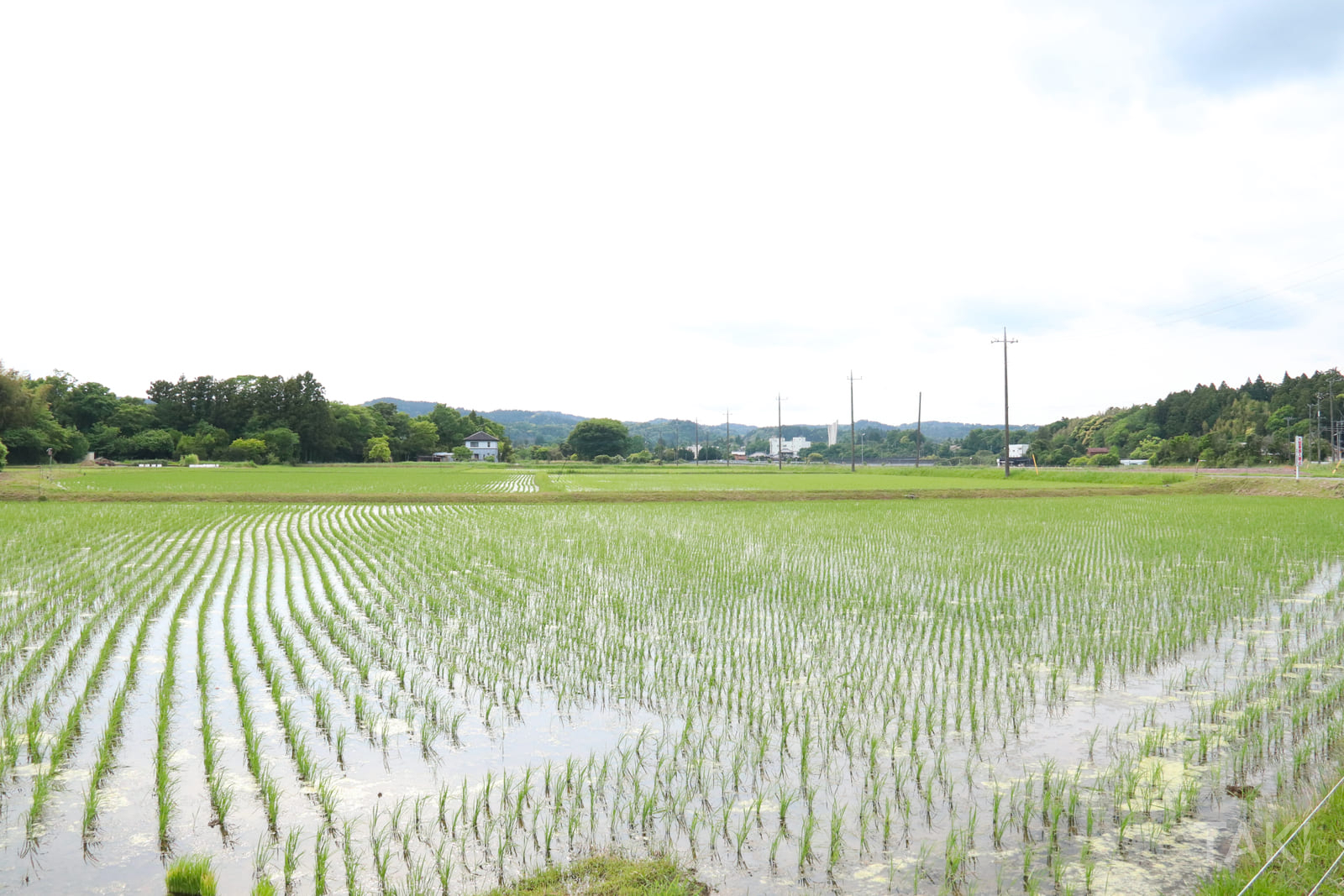 田植えが行われた田んぼ