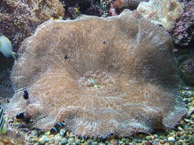 f:id:takibata:20081106022916j:image f:id:takibata:20081106022916j:image