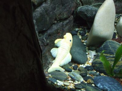 f:id:takibata:20101107082940j:image f:id:takibata:20101107082940j:image