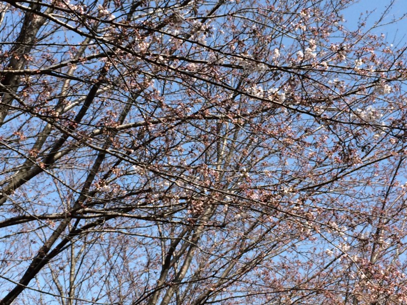 f:id:takibioyaji:20160328105309j:image f:id:takibioyaji:20160328105309j:image