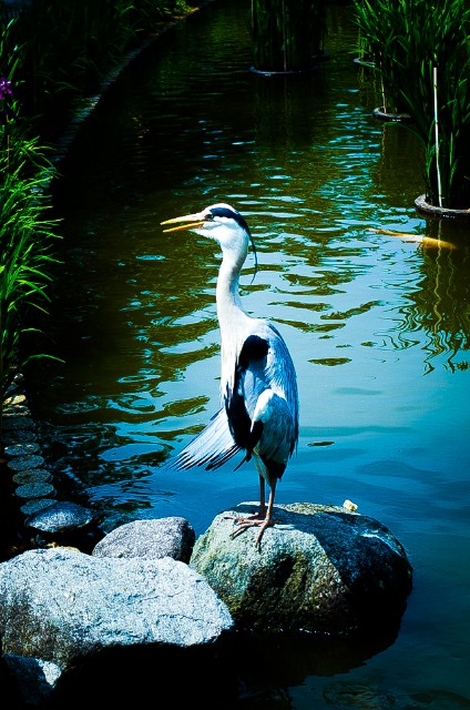 f:id:takibitousagi:20200719090819j:image