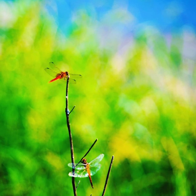 f:id:takibitousagi:20200816113017j:image f:id:takibitousagi:20200816113017j:image