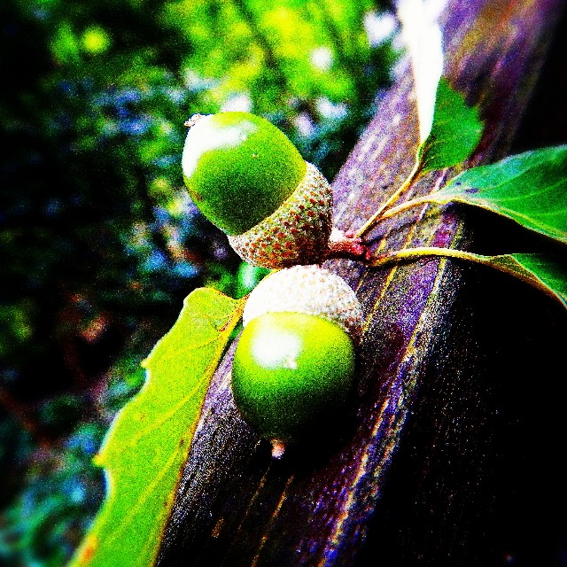 f:id:takibitousagi:20200928194523j:image f:id:takibitousagi:20200928194523j:image