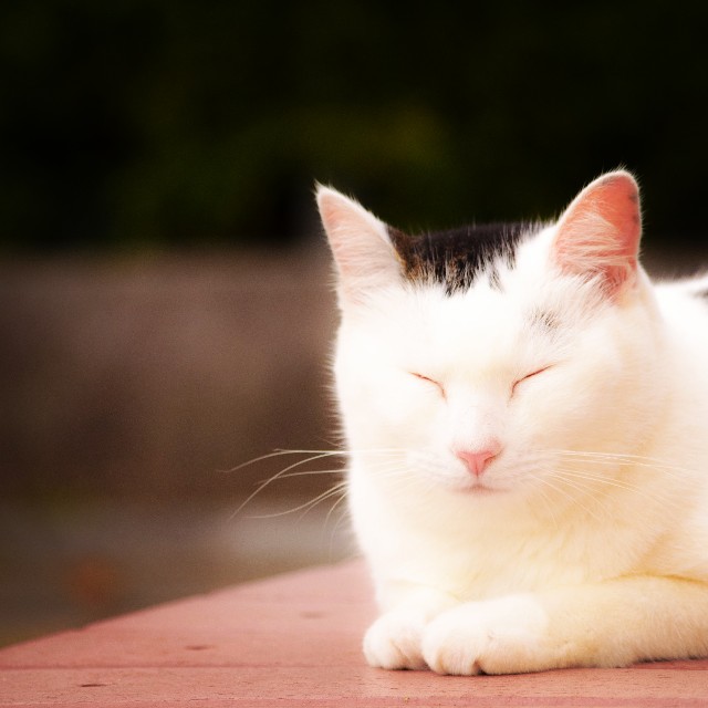 f:id:takibitousagi:20201009175328j:image f:id:takibitousagi:20201009175328j:image