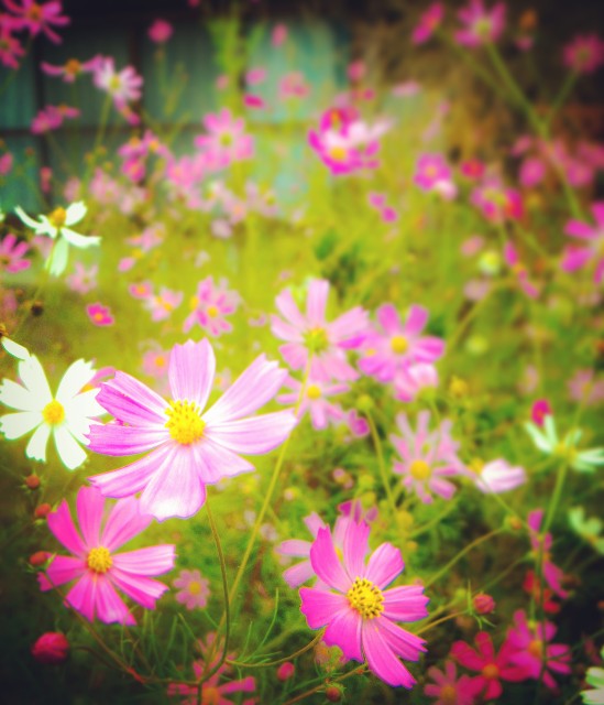 f:id:takibitousagi:20201010185524j:image f:id:takibitousagi:20201010185524j:image