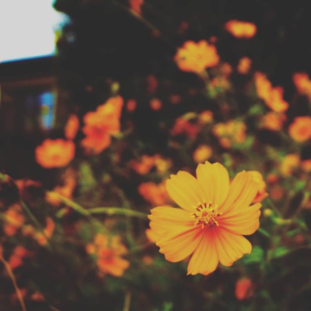f:id:takibitousagi:20201011155911j:image f:id:takibitousagi:20201011155911j:image