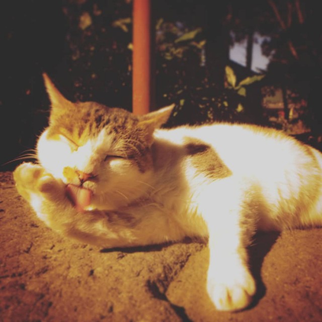 f:id:takibitousagi:20201029195832j:image f:id:takibitousagi:20201029195832j:image