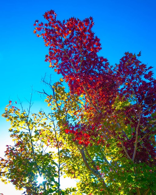 f:id:takibitousagi:20201030202000j:image f:id:takibitousagi:20201030202000j:image