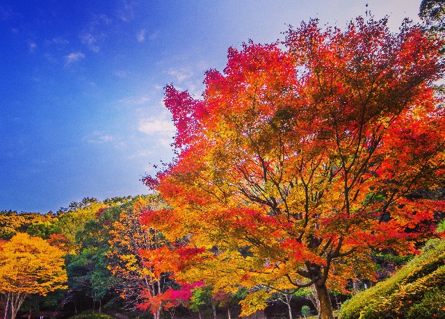 f:id:takibitousagi:20201116221817j:image f:id:takibitousagi:20201116221817j:image