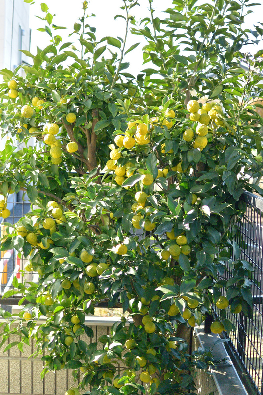 DSC_7084.jpg