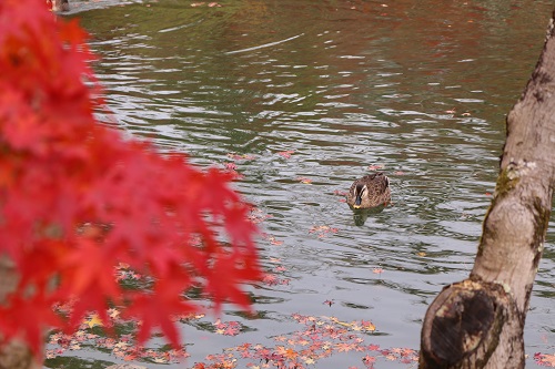 f:id:takiji05:20190114171134j:plain f:id:takiji05:20190114171134j:plain