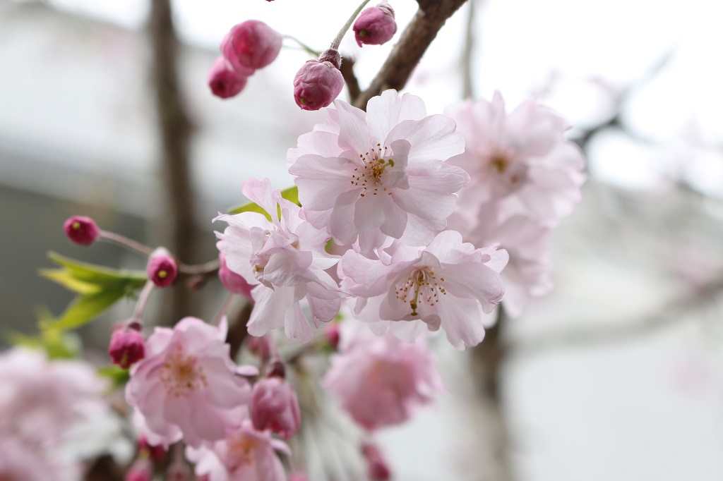 f:id:takiji05:20190402214608j:plain f:id:takiji05:20190402214608j:plain