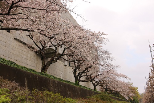 f:id:takiji05:20190404232121j:plain f:id:takiji05:20190404232121j:plain