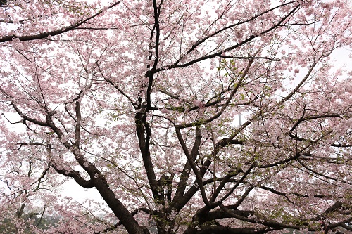 f:id:takiji05:20190404232256j:plain f:id:takiji05:20190404232256j:plain