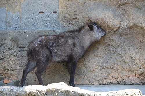 f:id:takiji05:20190608134301j:plain