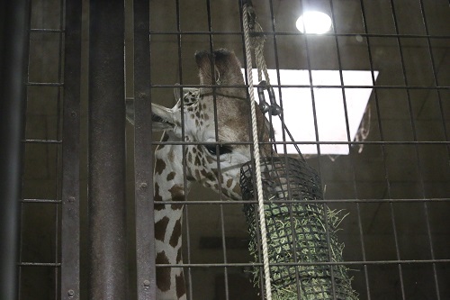 f:id:takiji05:20190608134536j:plain