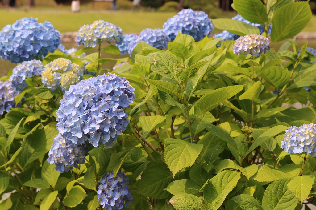 f:id:takiji05:20190615230740j:plain f:id:takiji05:20190615230740j:plain