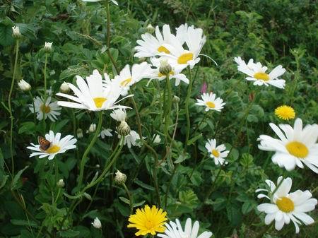 DSC08013.JPG