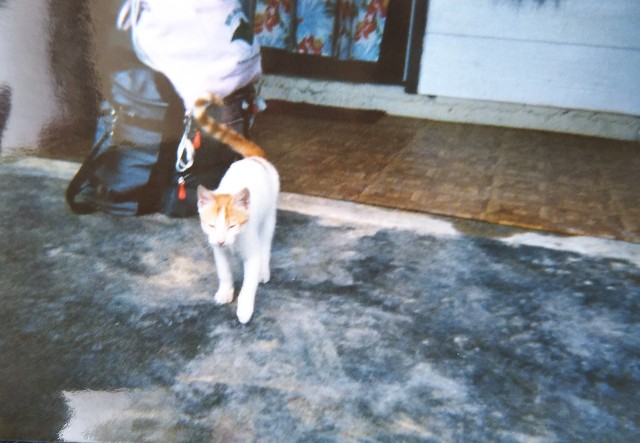 f:id:takiko2:20200501192719j:plain f:id:takiko2:20200501192719j:plain