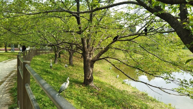 f:id:takiko2:20200509094036j:image