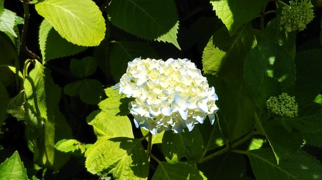 f:id:takiko2:20200524081216j:image
