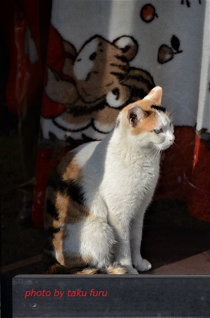 f:id:takinogawa0128:20210326014204j:plain