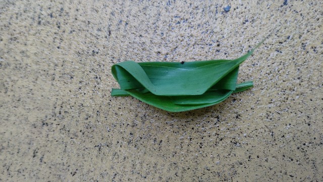 f:id:takion0622:20230609094348j:image