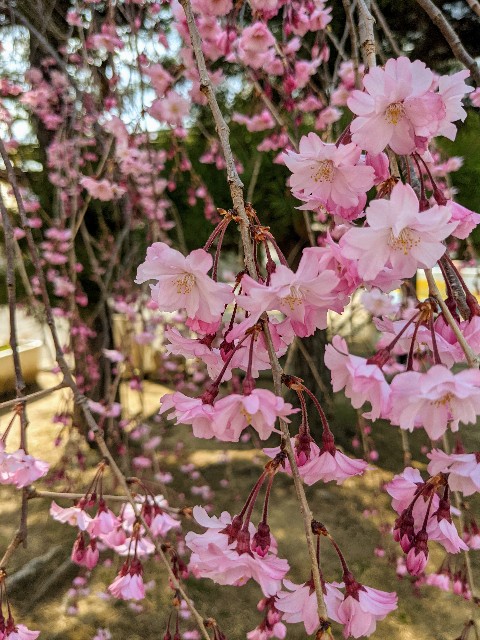 f:id:takisanyattane:20210407054701j:image f:id:takisanyattane:20210407054701j:image