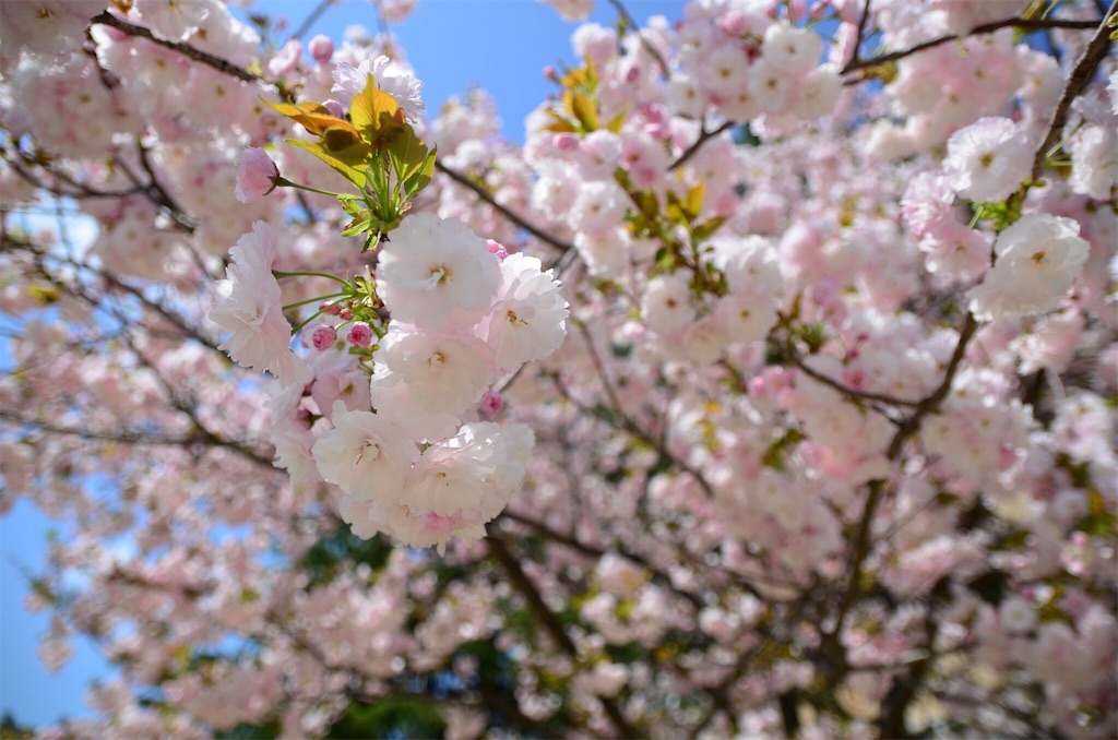f:id:takki_bear:20180417221755j:image f:id:takki_bear:20180417221755j:image