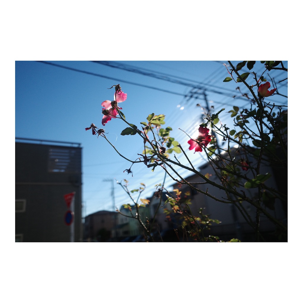 f:id:takki_bear:20211213153610j:image