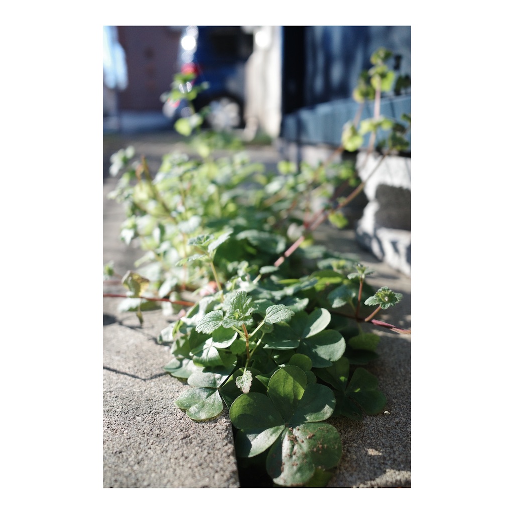 f:id:takki_bear:20211213153632j:image