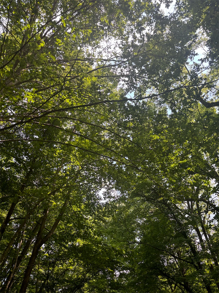 f:id:takki_bear:20240630141544j:image