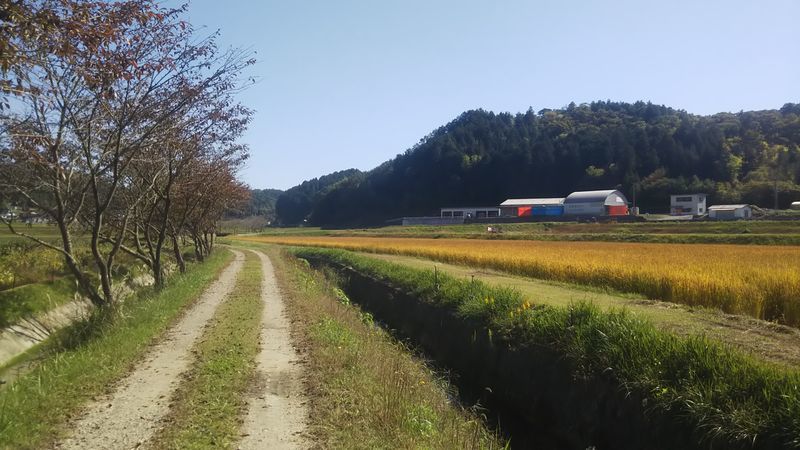 田んぼと水路の間にある農道