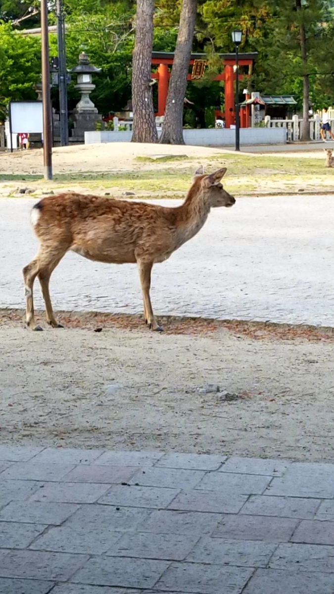 f:id:takmoratorium:20190518230521j:plain f:id:takmoratorium:20190518230521j:plain