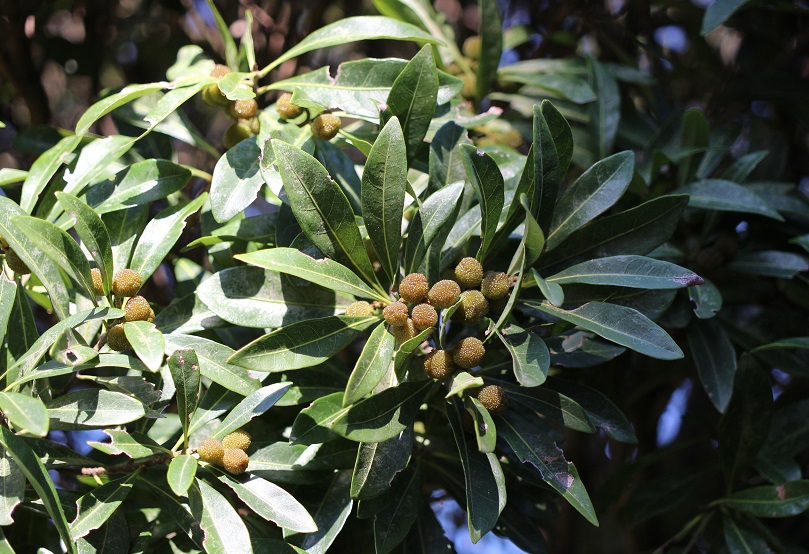 f:id:tako_chan:20210523205456j:plain