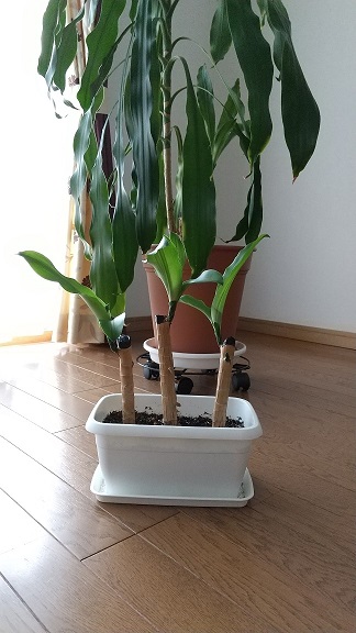 f:id:tako_chan:20211005221209j:plain