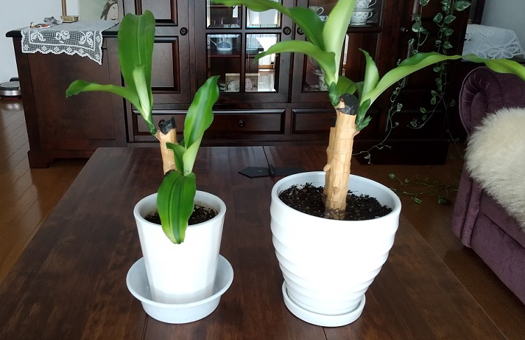 f:id:tako_chan:20211005221309j:plain