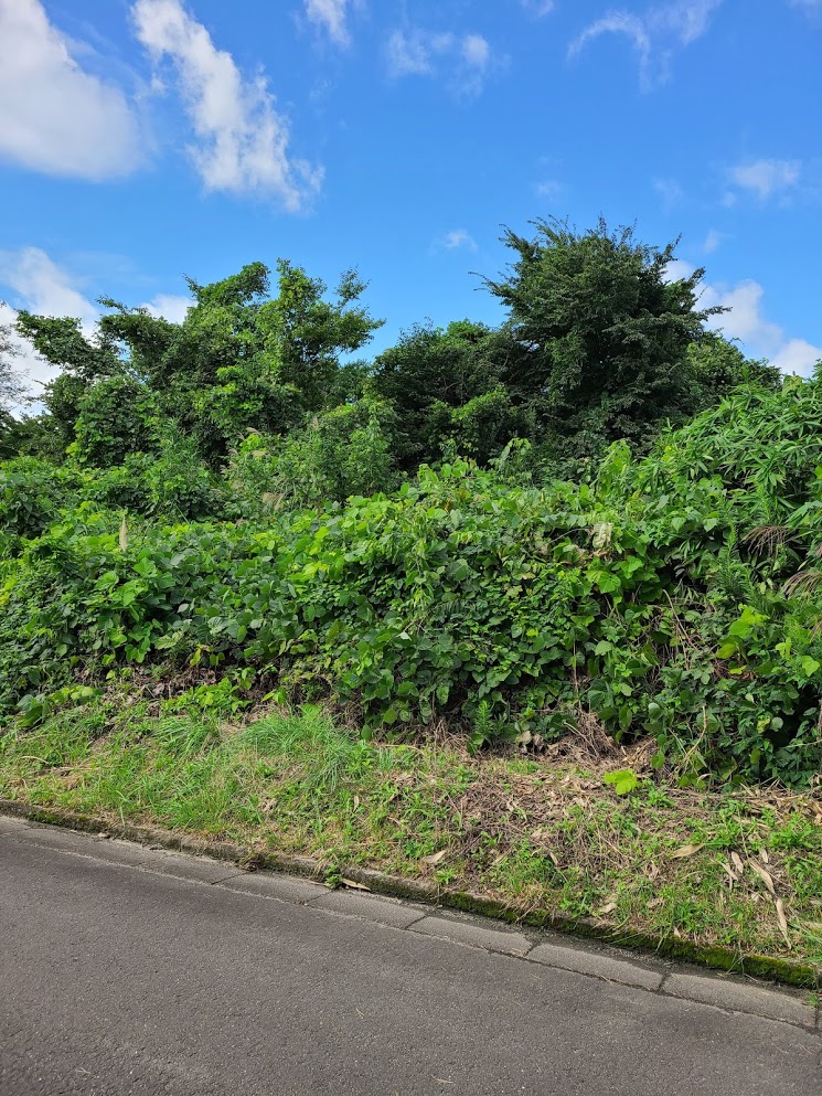 f:id:takomusume:20201006062423j:plain