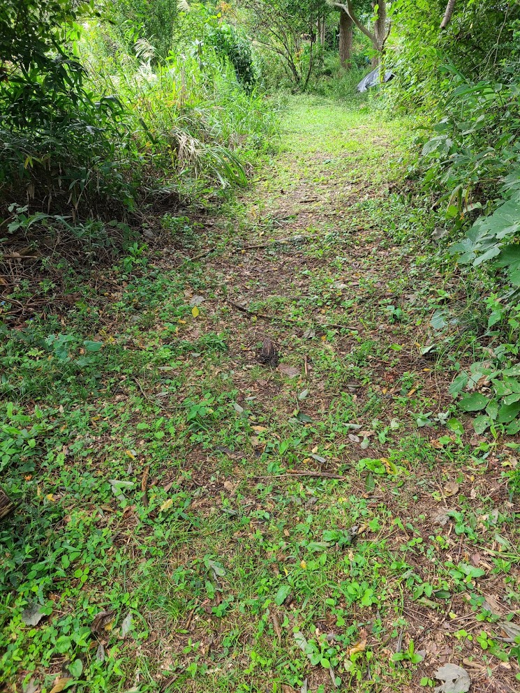 f:id:takomusume:20201006093429j:plain