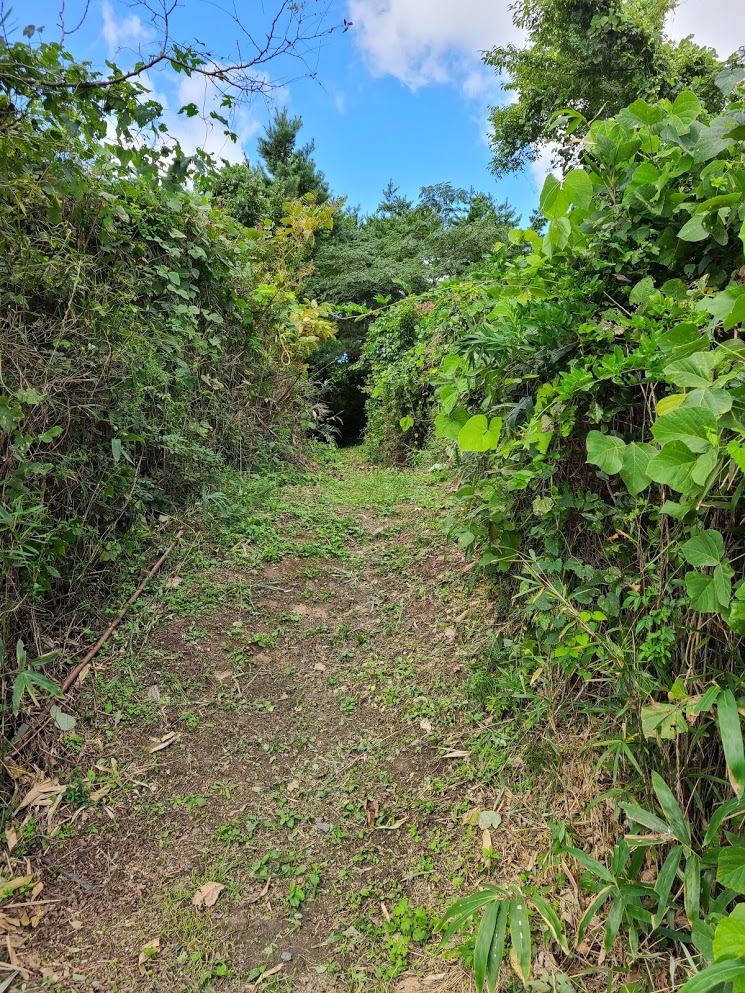 f:id:takomusume:20201006093501j:plain