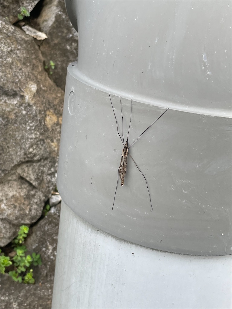 f:id:takonoaruki:20240619112747j:image f:id:takonoaruki:20240619112747j:image