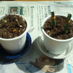 SN3J2253 挿し木の鉢