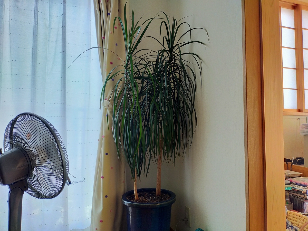 f:id:takopon8:20200730141159j:plain