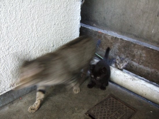 f:id:takopons:20070205152254j:image:w180